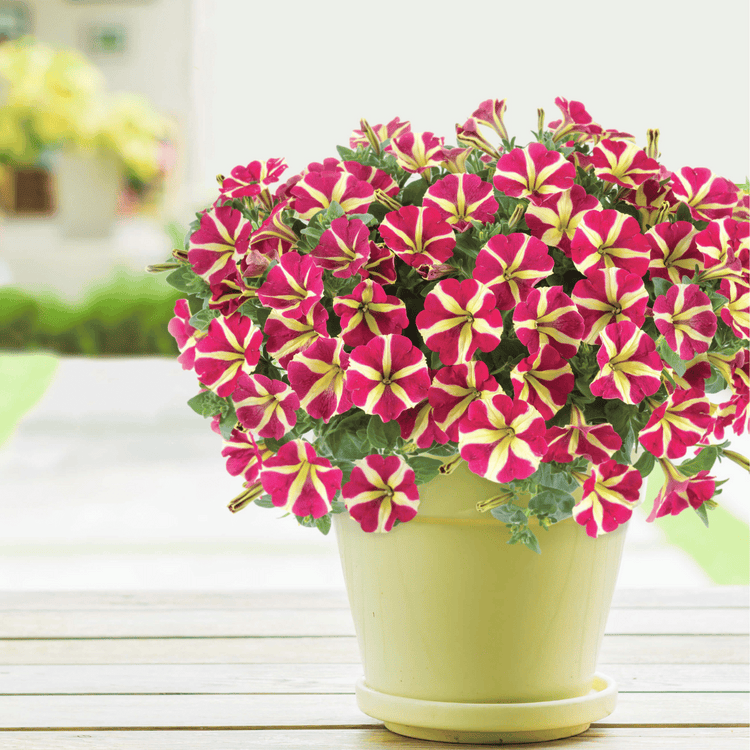 Petunia Plant 'Queen of Hearts'