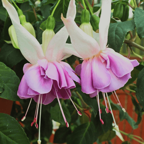 Fuchsia Plant 'Quasar'