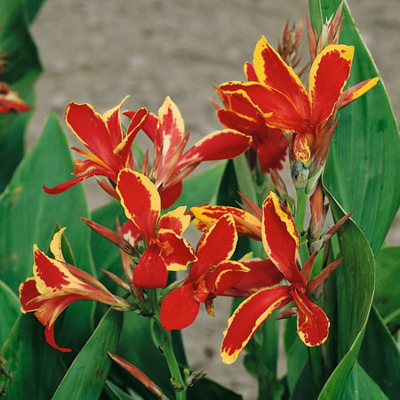 Canna Plant 'Lucifer'