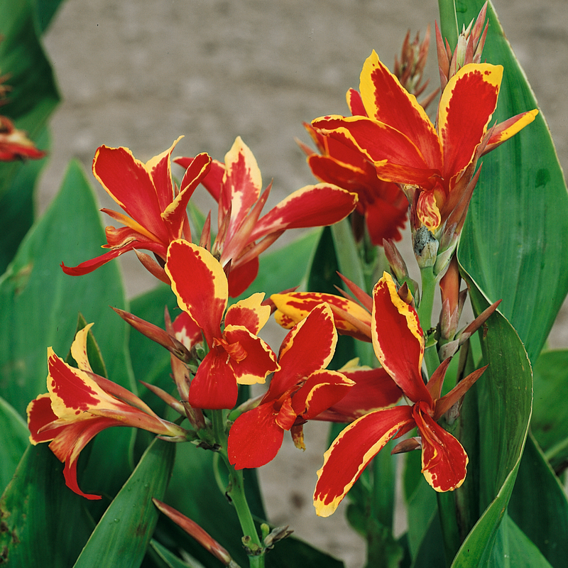 Canna 'Lucifer'