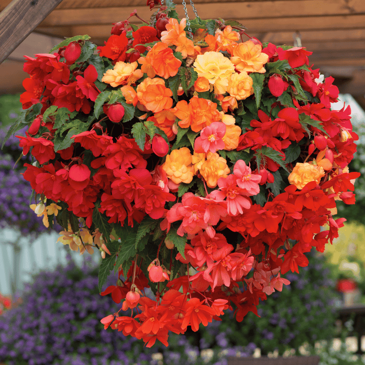 Begonia Plant 'Illumination Tropical Shades'