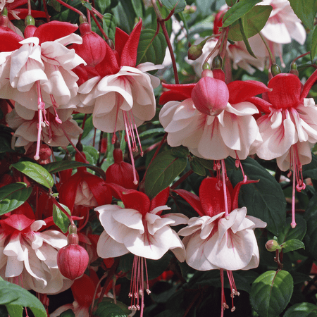 Fuchsia Plant 'Swingtime'