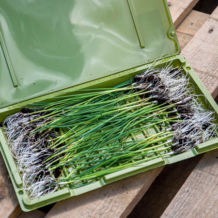 Onion Plants 'Ailsa Craig' & 'Sturon'