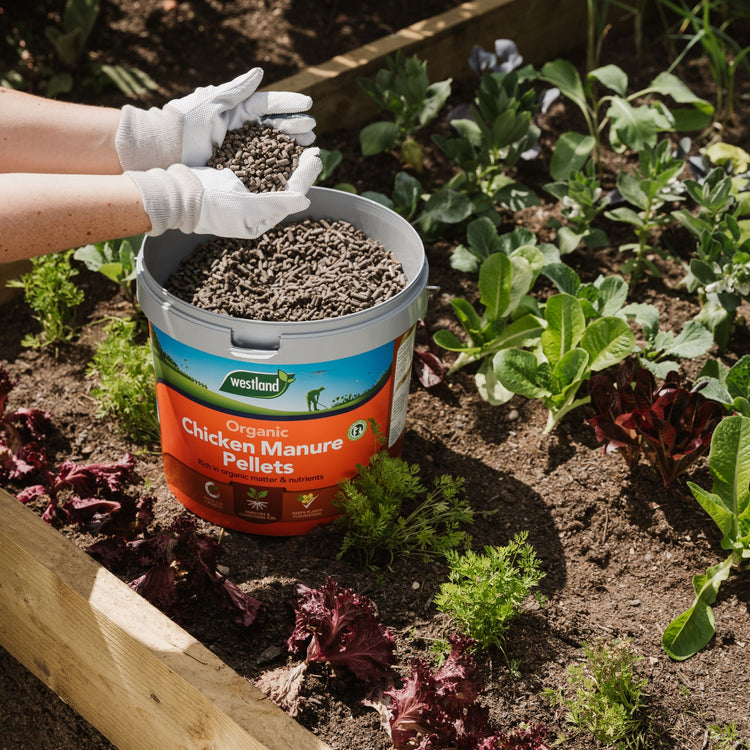 Westland Organic Chicken Manure Pellets