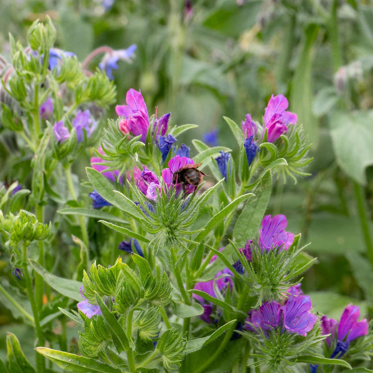 easy wildflower seeds Nature's Haven Easy Wildflower Seeds 4kg