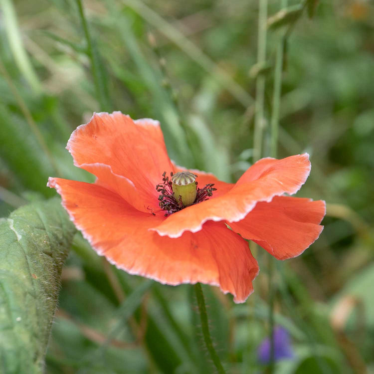 easy wildflower seeds Nature's Haven Easy Wildflower Seeds 4kg