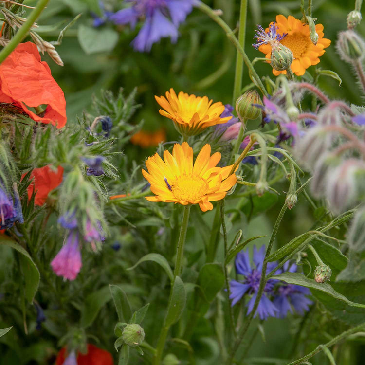 easy wildflower seeds Nature's Haven Easy Wildflower Seeds 4kg
