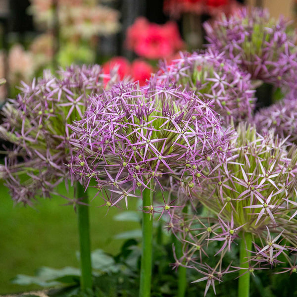 Allium 'Cristophii' - 50 Bulbs