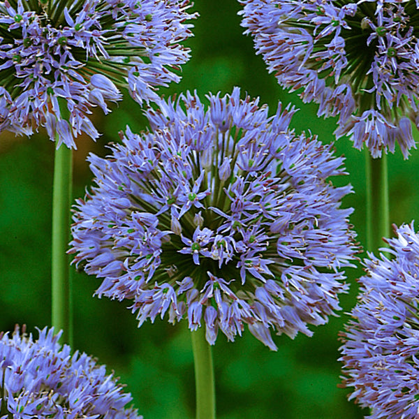 Allium 'Caeruleum' - 100 Bulbs