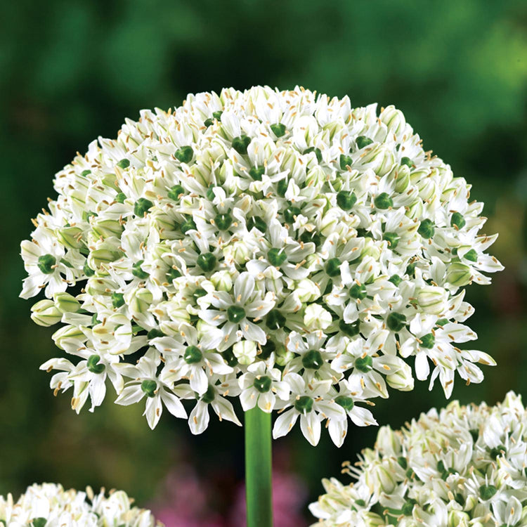 Allium 'Kings & Queens' - 50 Bulbs