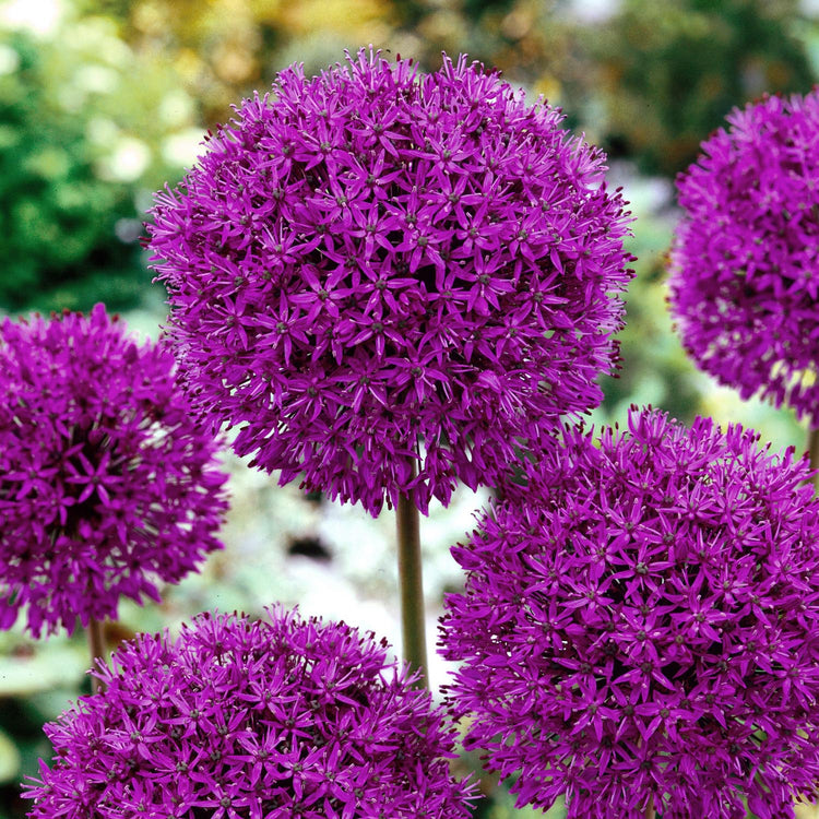 Allium 'Purple Sensation' - 150 Bulbs