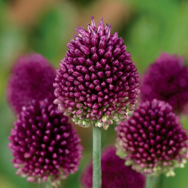 Marshalls 'Ultimate Allium' Collection - 100 Bulbs