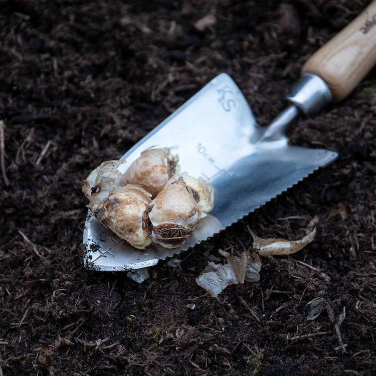 Muscari Armeniacum Grape Hyacinth - 50 Bulbs