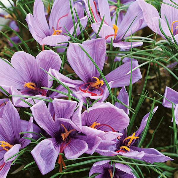 Saffron Crocus 'Sativus' - 50 Bulbs