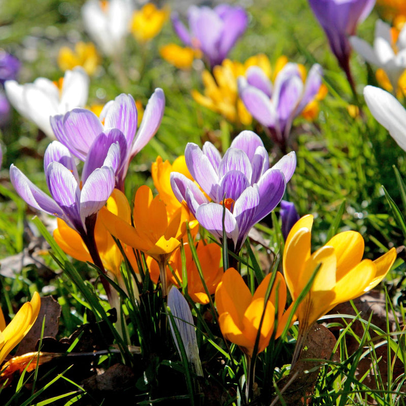 Crocus Large Flowering Mix Collection - 25 Bulbs