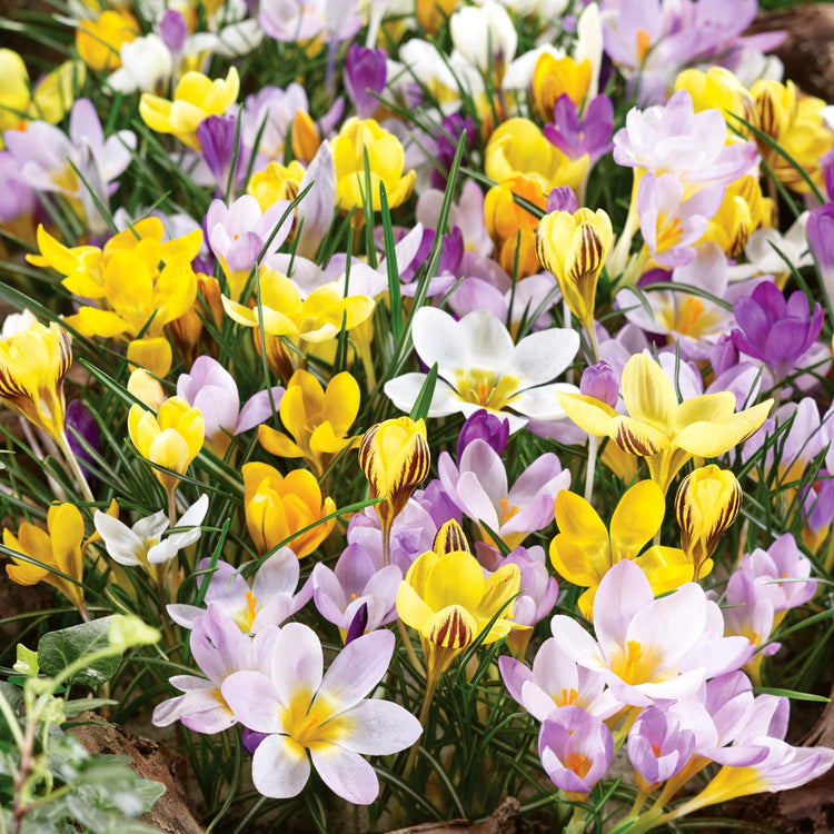 Crocus Mixed Species - 250 Bulbs