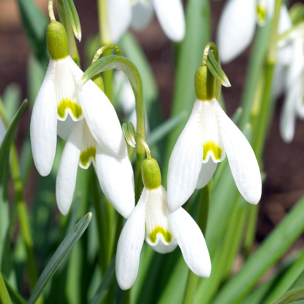 Galanthus Nivalis (Common Snowdrop) - 10 Bulbs