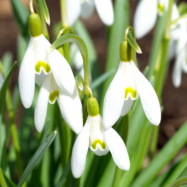 Common Snowdrop Bulbs in the Green