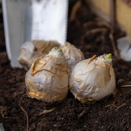 Hyacinth 'White Pearl' - Indoor Bulbs