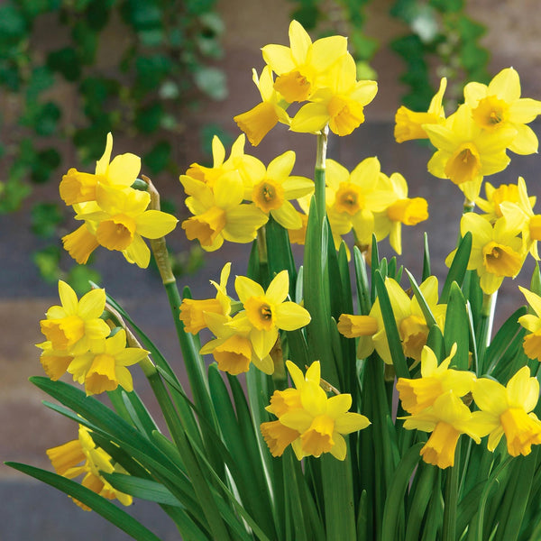 Narcissi 'Tete a Tete' Value Pack - 200 Bulbs