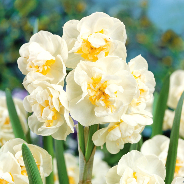 Marshalls Choice Narcissi Collection - 50 Bulbs