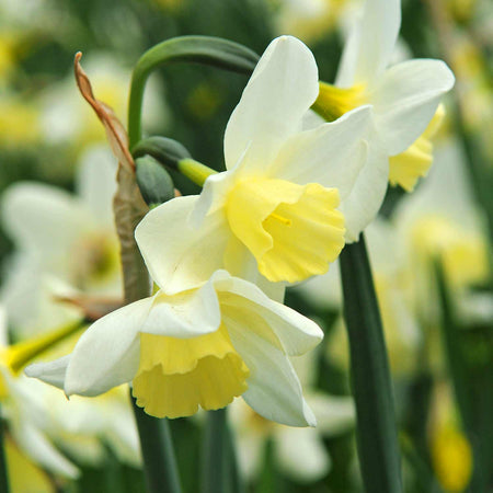 Narcissus Sublime Scents Collection - 30 Bulbs