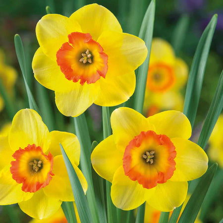 Marshalls Choice Narcissi Collection - 50 Bulbs