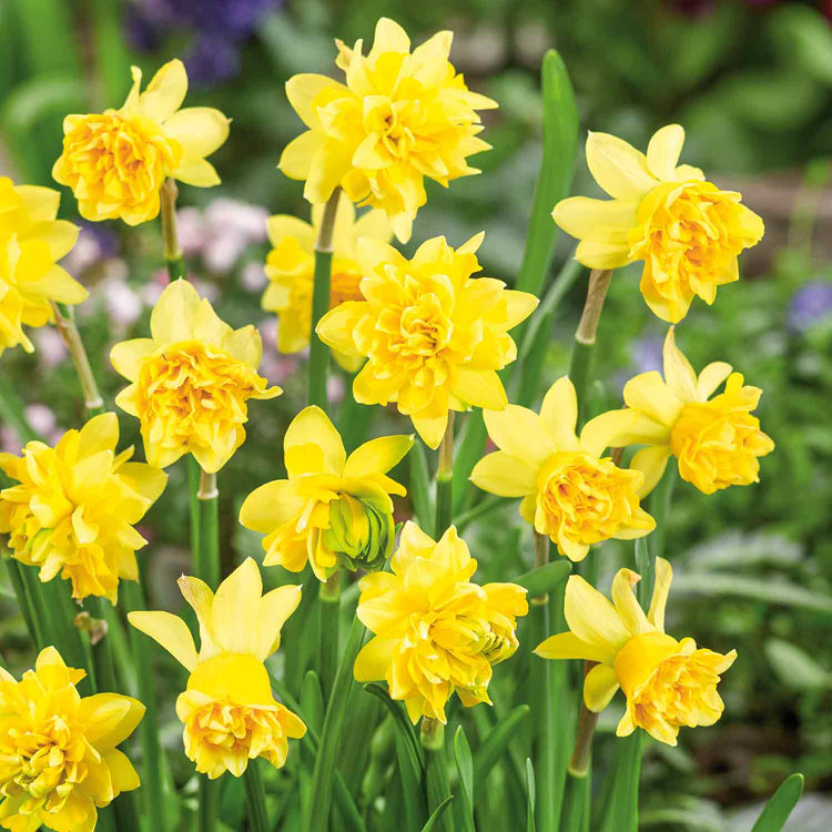 Narcissus 'Tete a Tete De Luxe' - 50 Bulbs