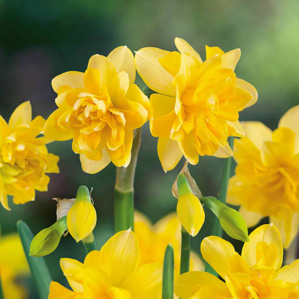 Narcissus 'Tete a Tete De Luxe' - 50 Bulbs