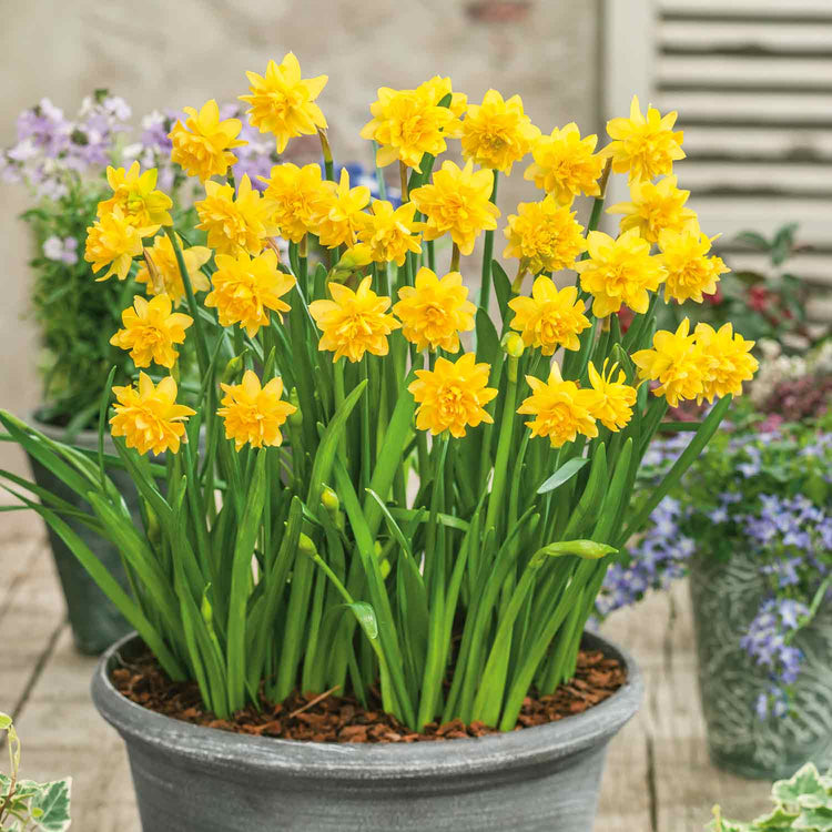 Narcissus 'Tete a Tete De Luxe' - 50 Bulbs