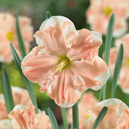 Narcissus 'Apricot Whirl' - 50 Bulbs