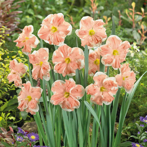 Narcissus 'Apricot Whirl' - 50 Bulbs