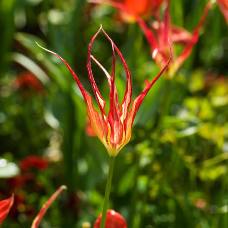 Tulip 'Acuminata' - 15 Bulbs