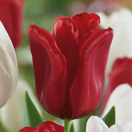 Tulip Bulbs 'Seadov'
