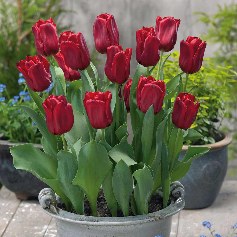 Tulip Bulbs 'Seadov'