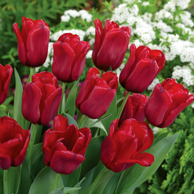 Tulip Bulbs 'Seadov'