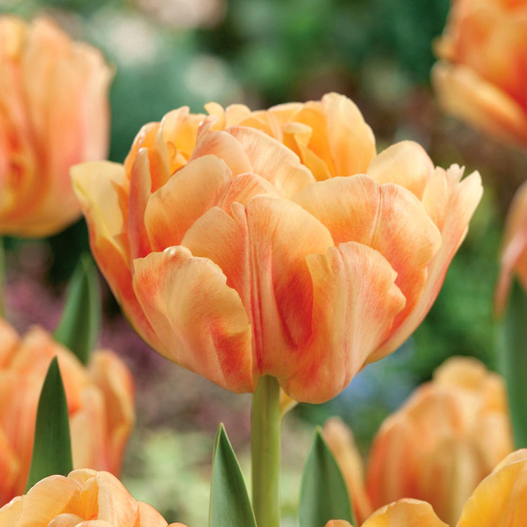 Tulip 'Foxy Foxtrot' - 10 Bulbs