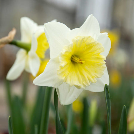 Narcissus Spring Classics Collection - 50 Bulbs