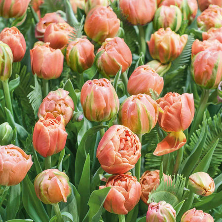 Tulip 'Copper Image' - 10 Bulbs