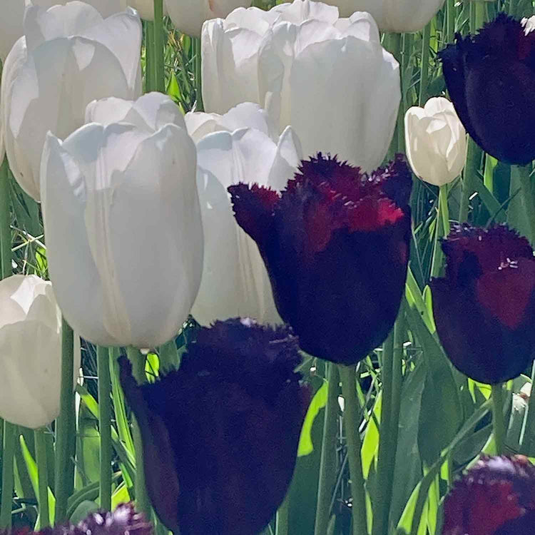 Tulip 'Black and White' Collection - 20 Bulbs