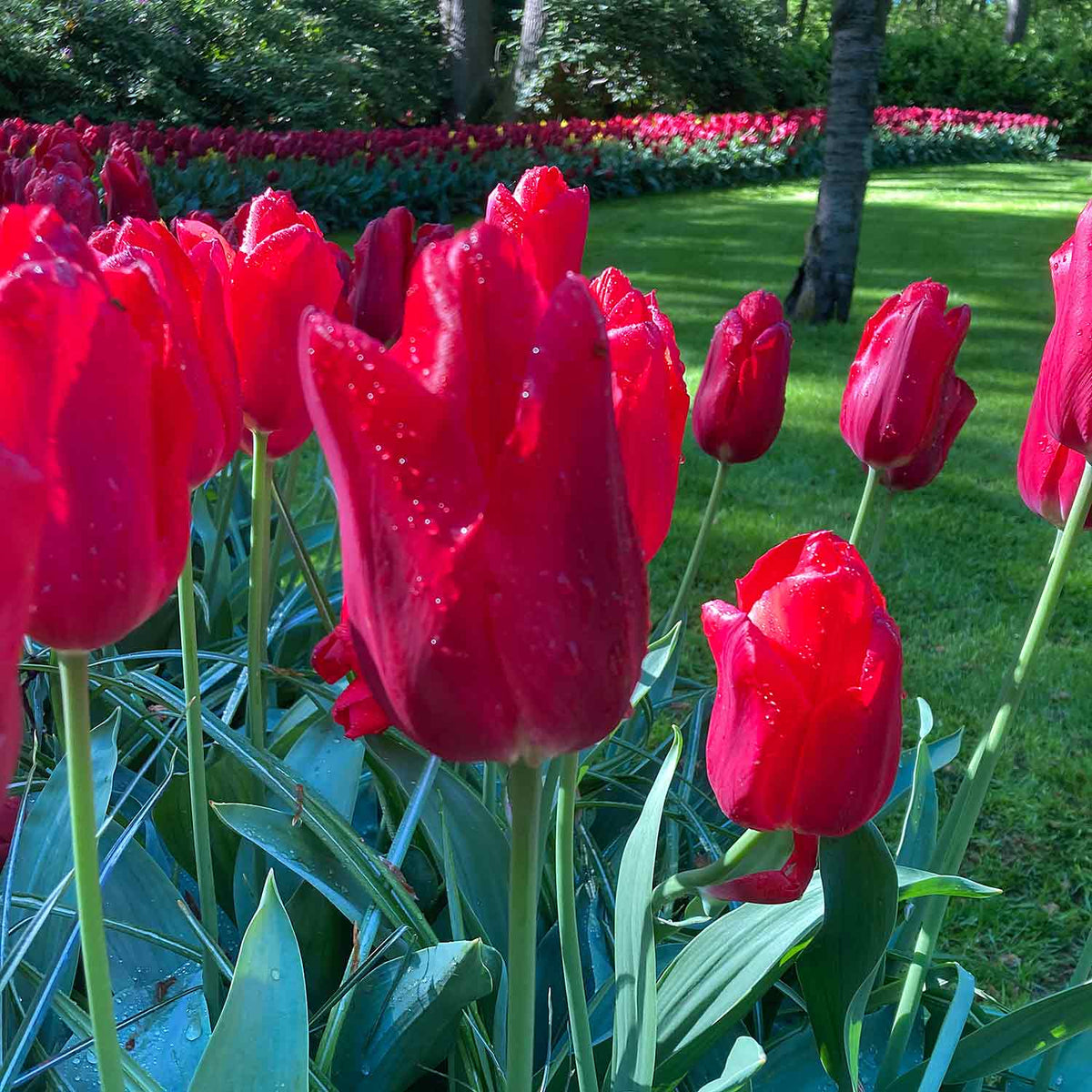 Tulip 'Touch of Amsterdam' Extra Value Mix 100 Bulbs Buy Tulip