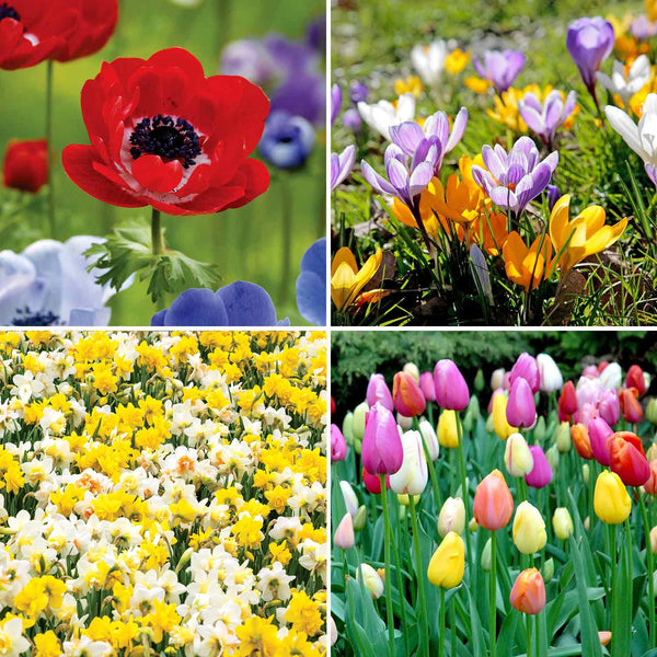 Marshalls 'Ultimate Border' Collection - 255 Bulbs