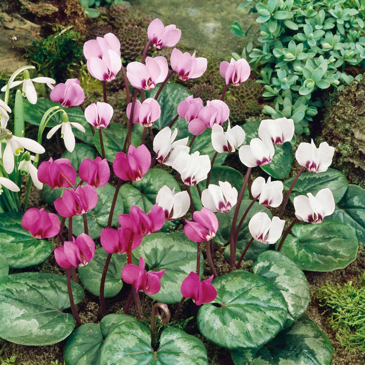 Cyclamen 'Coum' - 5 Bulbs