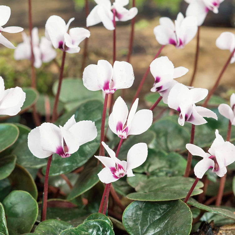 Cyclamen 'Coum' - 5 Bulbs