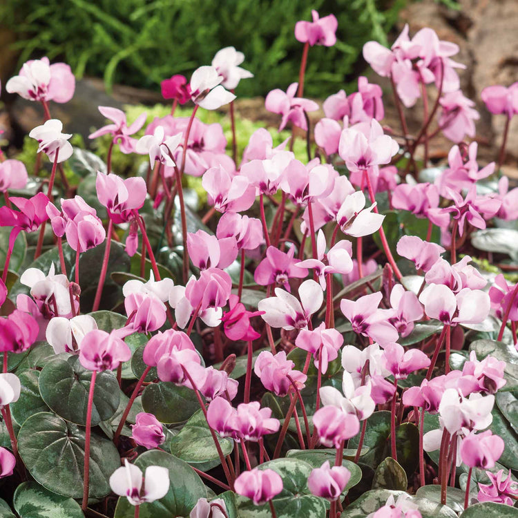 Cyclamen 'Coum' - 5 Bulbs