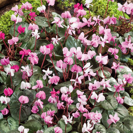 Cyclamen 'Coum' - 5 Bulbs