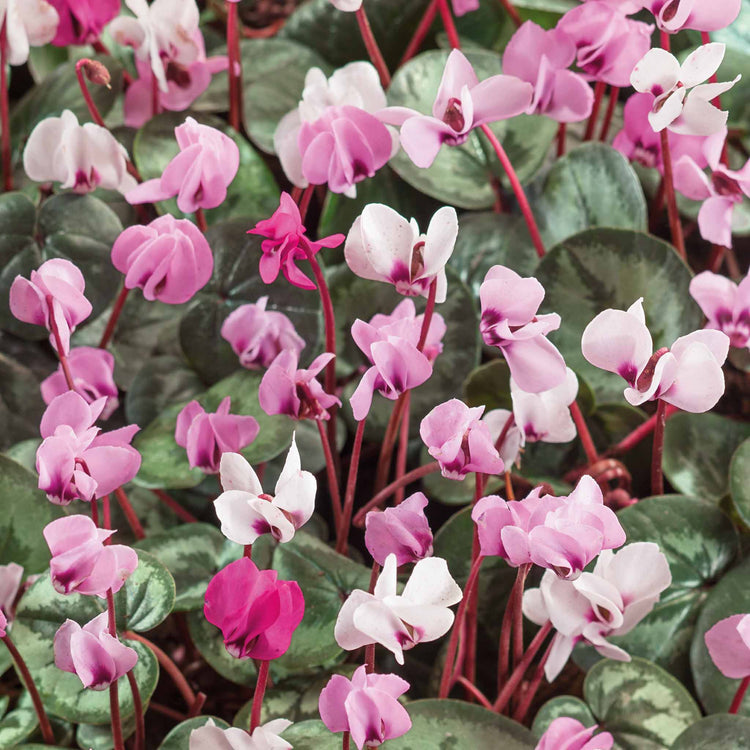 Cyclamen 'Coum' - 5 Bulbs