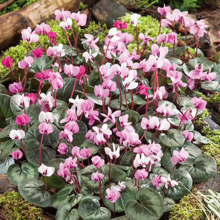 Cyclamen 'Coum' - 5 Bulbs