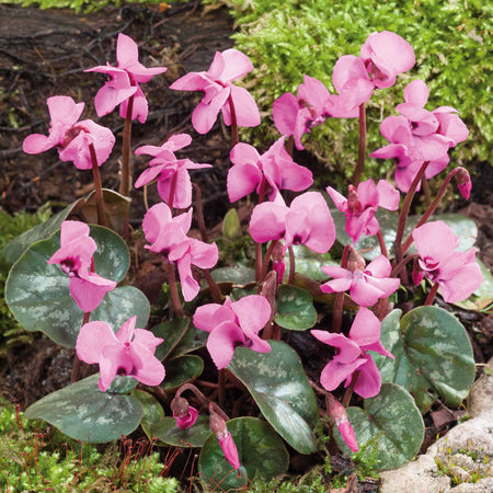 Cyclamen 'Coum' - 5 Bulbs