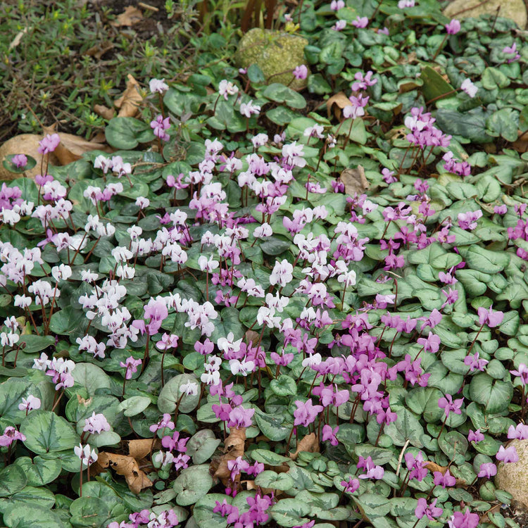 Cyclamen 'Coum' - 5 Bulbs